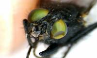 Mosca